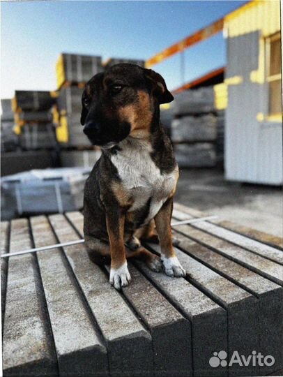 Тротуарная плитка листопад заказ от 120 м2