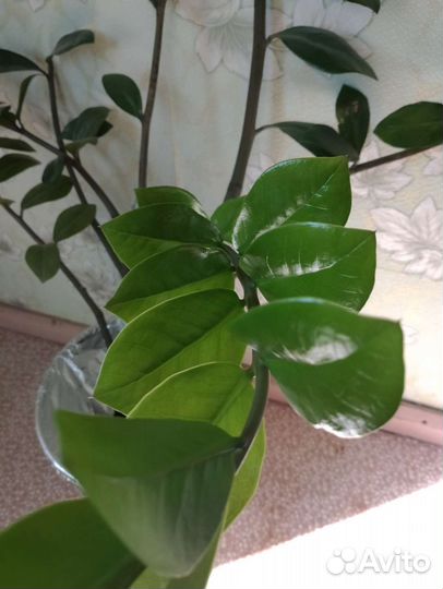 Замиокулькас.Доллоровое дерево