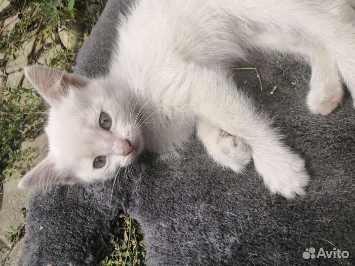 Котята бесплатно