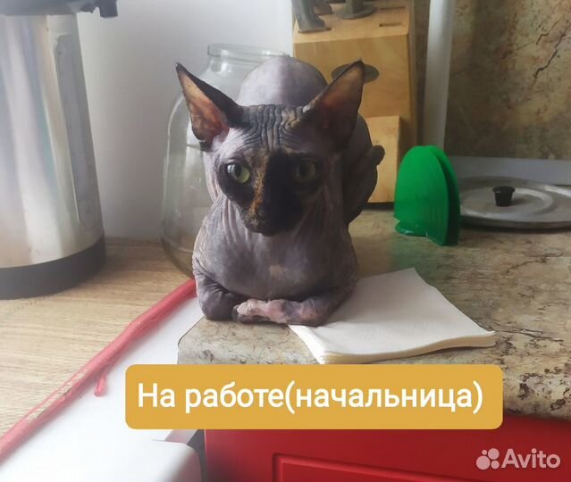 Канадская кошечка