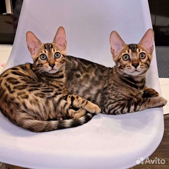Бенгальская кошка
