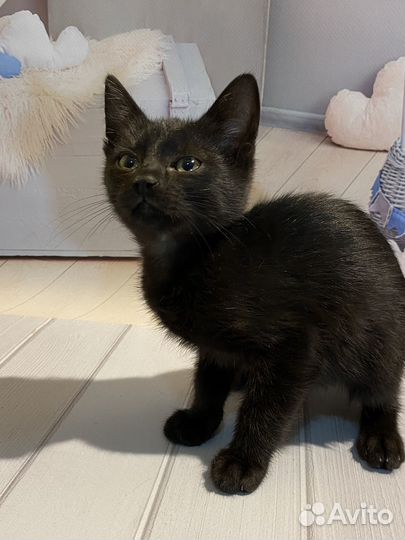 Котенок