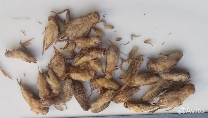 Кормовые насекомые