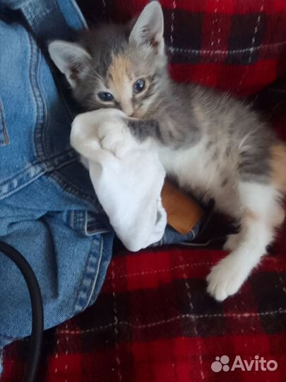 Котята в дар