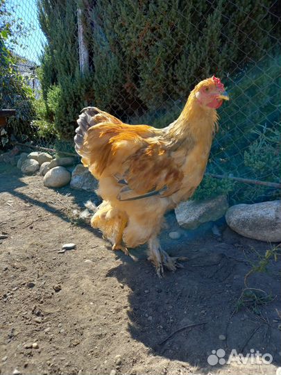 Петушки Брама