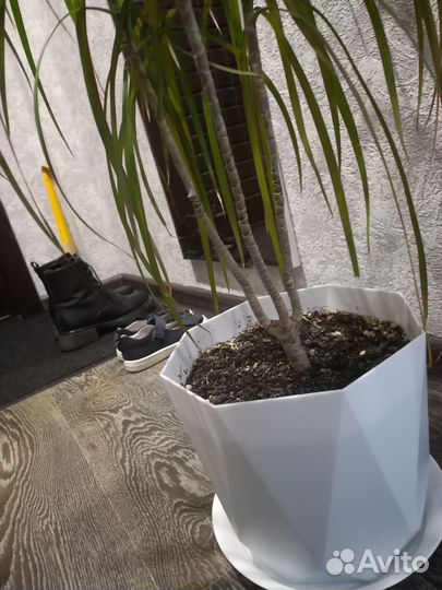 Пальма драцена