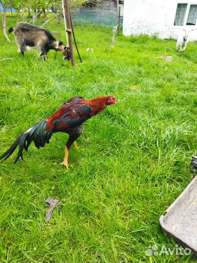 Куры и петухи