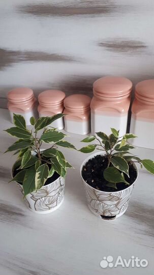 Фикус бенджамина пестролистный