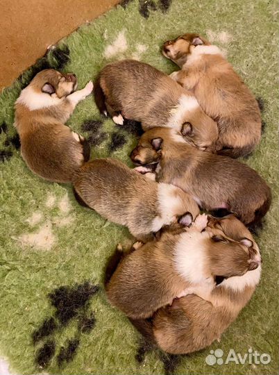 Щенки колли