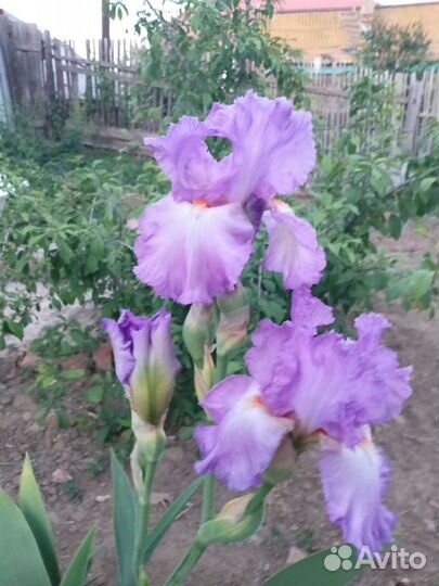 Ирисы сортовые