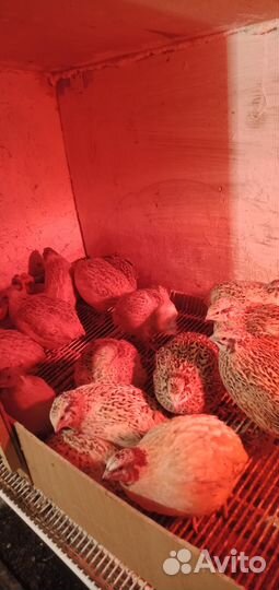 Продам перепелов начинают нестись 200.р