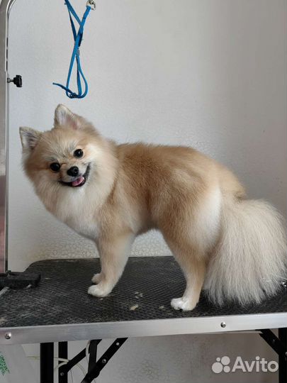 Грумер, стрижка животных Зеленоград