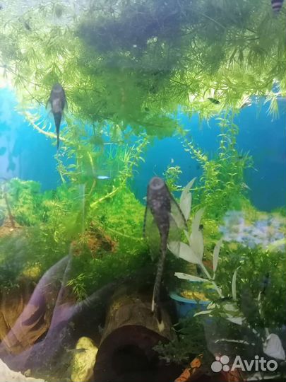 Улитки хилены