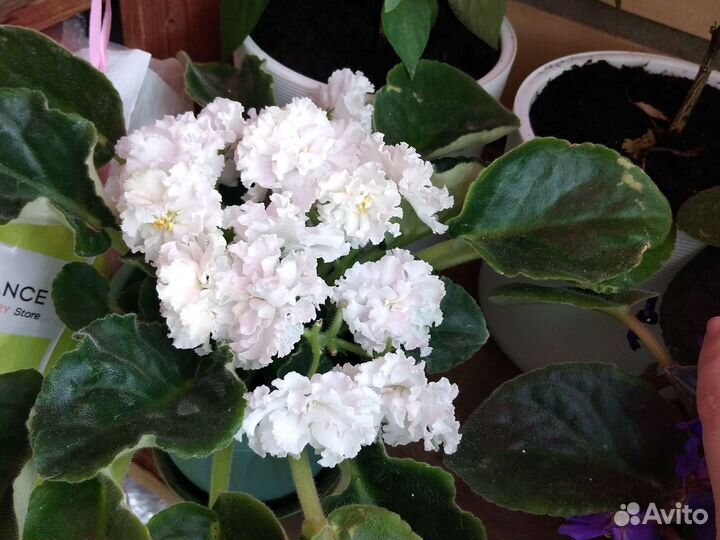 Сортовые фиалки