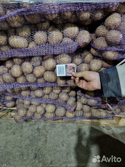 Картофель Гала 5+ 1 сорт