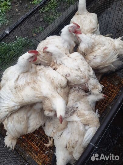 Цыплята бройлеры кобб 500