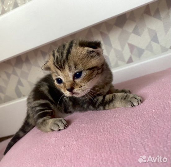 Британские котята короткошерстные