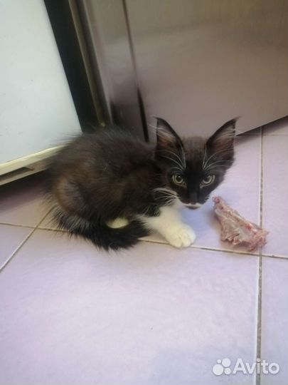 Котята отдам в хорошие руки
