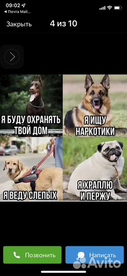 Дрессировка собак