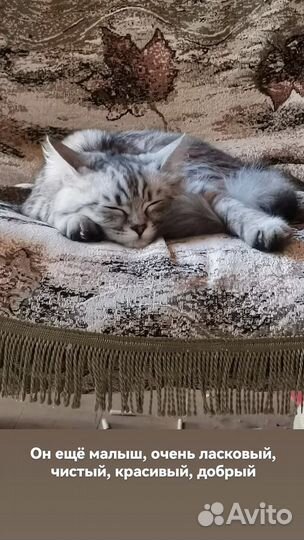 Котенок