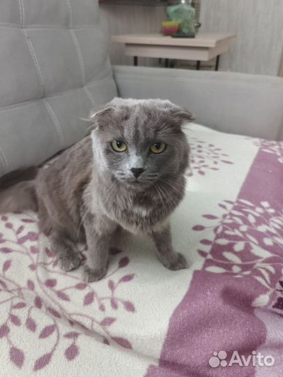 Шотландская вислоухая кошка бесплатно