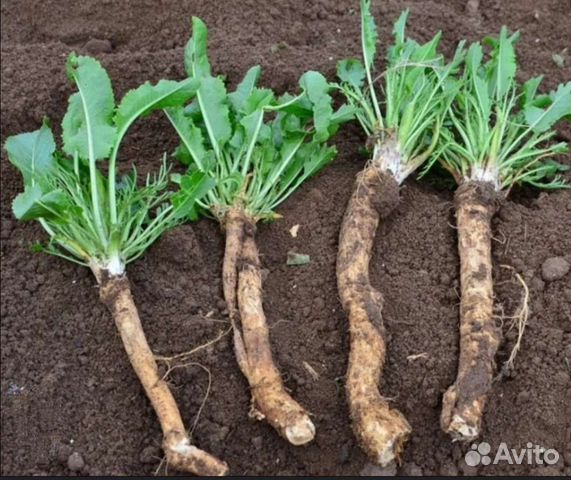 Корень хрена