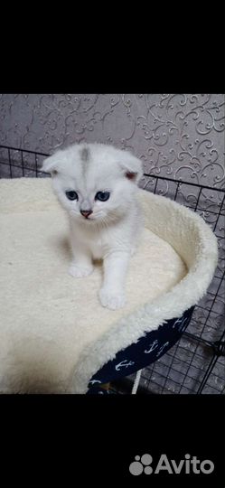 Шотландские вислоухие котята