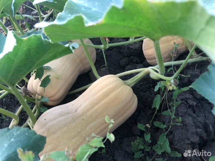 Тыква матильда