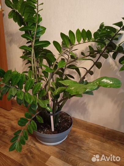 Замиокулькас