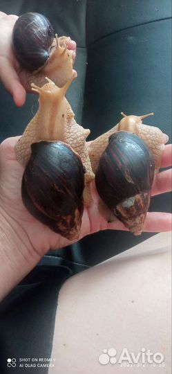 Улитки ахатины бесплатно