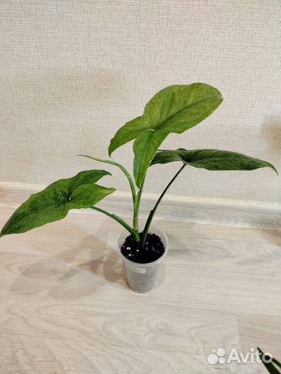 Комнатные цветы набор #1