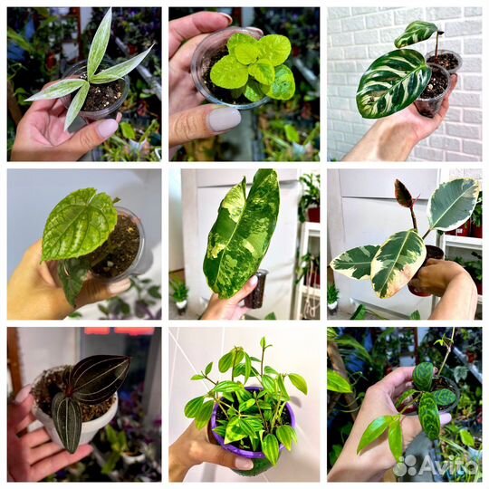 Комнатные растения 1 часть