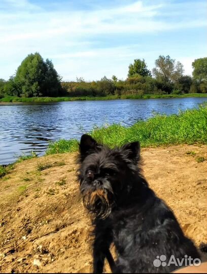 Щенок аффенпинчера