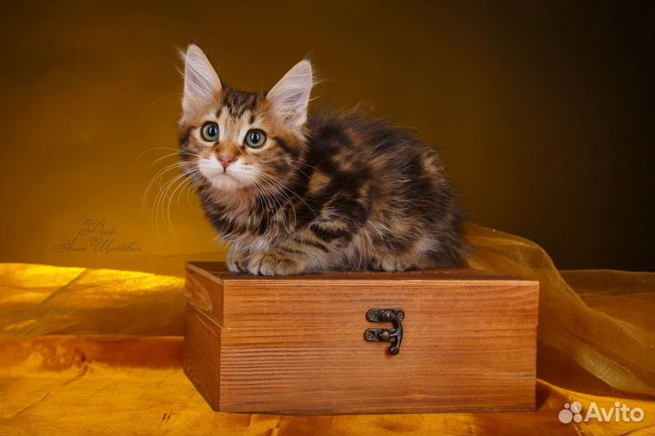 Породистые котята золотых и серебряных окрасов