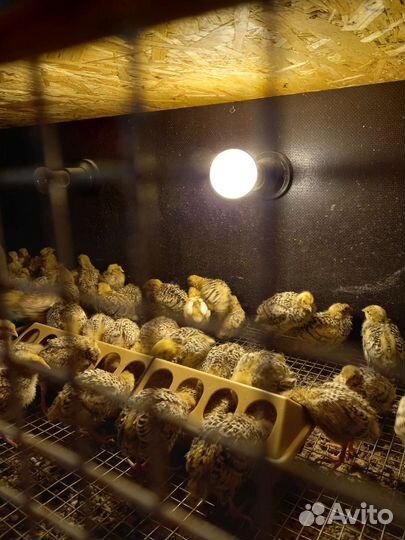 Перепела. Суточные перепела