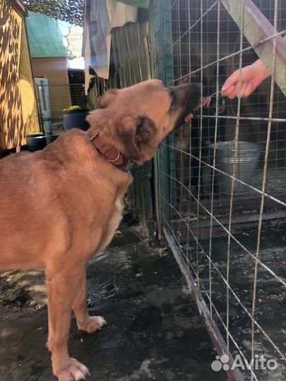 Знакомьтесь:Бася из приюта Некрасовка.Собака в дар