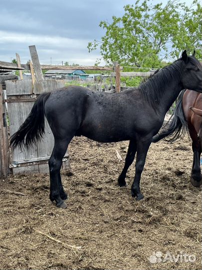 Продам жеребчиков