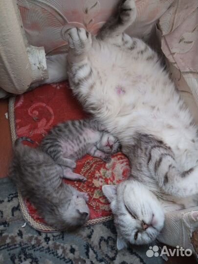 Шотландские котята бронь ищут владельца