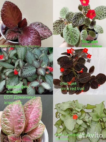 Эписция. Много сортов