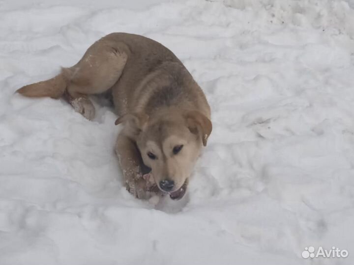 Щенок ищет дом