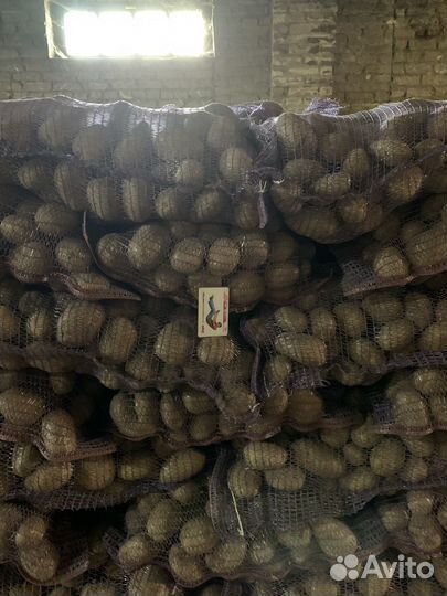 Продам картофель оптом