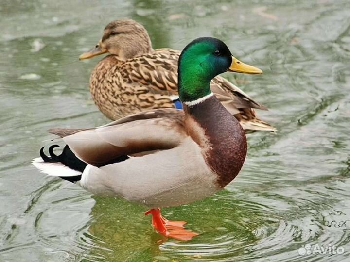 Кряковая утка