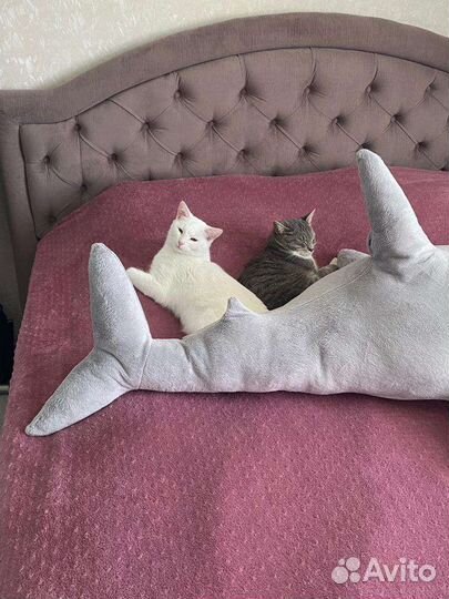 Отдам кошек в добрые руки