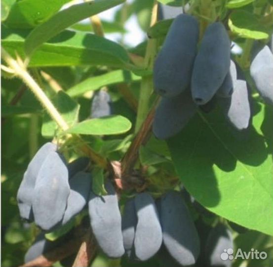 Жимолость, 3 и 4 года, 7 сортов