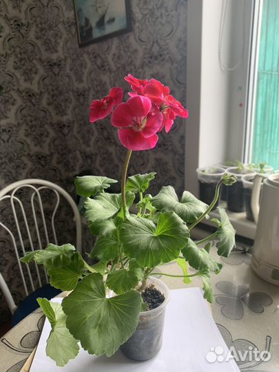 Пеларгония герань
