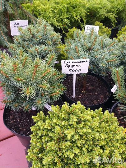 Ель карликовая,голубая Брунек
