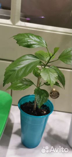 Гибискус Orange