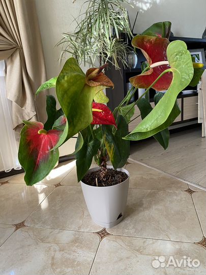 Антуриум Дакота