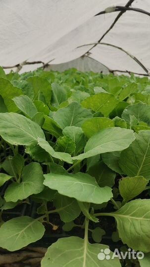 Рассада галанской капусты