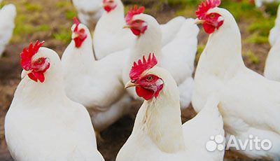 Куры несушки молодки